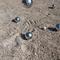 220085_106066_Boule_6er_Set_3.jpg